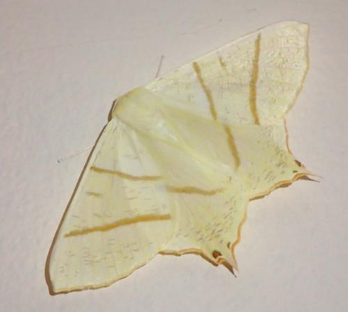 Réf. 234 819 : Ourapteryx sambucaria